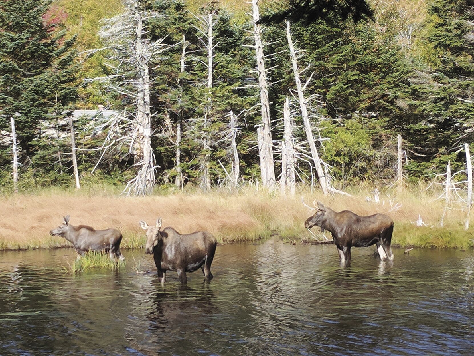 New Hampshire's 2023 Moose Hunt Lottery now open